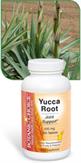 Yucca Root Benefits Healthy Joints
